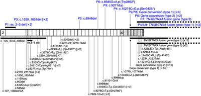 Clinical and molecular delineation of classical-like Ehlers–Danlos syndrome through a comprehensive next-generation sequencing-based screening system